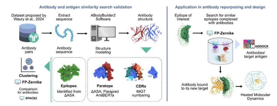 BiologyAIDaily's tweet photo. Application of 3D Zernike Descriptors in Antibody Structural Clustering and Repurposing

1. The study proposes an alignment-free, rotation-invariant way to cluster antibodies and epitopes by encoding binding-site surfaces as compact 3D Zernike descriptor vectors, then comparing them via Euclidean distance—aiming to better capture functional similarity linked to cross-reactivity and repurposing.

2. Using a benchmark set of 54 antibodies (256 known “same-epitope” pairs), the authors test multiple antibody representations: all CDRs, CDRH3-only, and paratopes (defined by ΔASA from complexes, or predicted by Parapred / AntiBERTa). Key idea: clustering should focus on the actual binding interface surface, not just loop definitions.

3. Main clustering result: paratope-based Zernike clustering gives the best tradeoff between yield and precision. With a Euclidean distance threshold of 2.7, ΔASA-defined paratopes recover 74 functional pairs at ~0.80 precision; predicted paratopes perform similarly (Parapred: 43 pairs at 0.81; AntiBERTa: 45 pairs at 0.80).

4. CDRH3-only Zernike clustering is highly precise at strict cutoffs (e.g., precision ~0.94 at low distance) but yields fewer pairs; increasing the threshold increases recovered pairs while maintaining moderate precision. In contrast, using all CDR residues produces many more pairs but substantially lower precision, consistent with “extra” CDR residues adding noise when they do not contact antigen.

5. Against SPACE2 (RMSD-based structural clustering), Zernike descriptors identify more functional antibody pairs at comparable precision. At the selected operating point (distance 2.7), paratope-surface Zernike clustering finds ~3x more pairs than SPACE2 while keeping similar accuracy, suggesting higher sensitivity without relying on CDR length constraints or atomic overlap.

6. The methods are complementary rather than redundant: Zernike (paratopeASA and CDRH3) finds many pairs missed by SPACE2 (e.g., 56 unique pairs for paratopeASA), while SPACE2 also contributes a smaller set of unique pairs—supporting combined pipelines for broader functional coverage.

7. Epitope clustering also works well with Zernike descriptors. Precision stays >0.90 up to distance 2.4, and remains robust up to 3.0 (precision ~0.83) while recovering a larger fraction of known same-epitope antibody pairs—motivating a practical epitope cutoff around 3.0.

8. Repurposing workflow: the authors compute Zernike descriptors for 6,570 epitopes extracted from AbSet antibody–antigen complexes (ΔASA-defined), then search for epitopes similar to a conserved neutralizing epitope on Nipah virus G (NiV-G; PDB 8XPY). Candidates are selected at epitope distance <3.0.

9. Screening returns four candidates (including one human antigen binder, excluded for safety). Three remaining antibodies (two anti-dengue E, one anti-SARS-CoV-2 Spike) show docking cluster centers consistently localized on the NiV target epitope in blind HADDOCK docking, then undergo directed docking + Rosetta REF15 scoring + heated MD validation.

10. Stability filtering via heated MD (up to 70 ns with stepwise heating to 390 K; interface RMSD threshold 5 Å) removes the two dengue-derived candidates (instability beyond 5 Å at 360 K). The SARS-CoV-2-derived antibody (PDB 7YVM_1) remains stable across three replicates, emerging as a plausible cross-reactive scaffold for NiV-G targeting.

📜Paper: https://t.co/HQqTBrPTln
#ComputationalBiology #Bioinformatics #Antibodies #Immunoinformatics #ProteinStructure #SurfaceDescriptors #Zernike #DrugRepurposing #NipahVirus #StructuralBiology