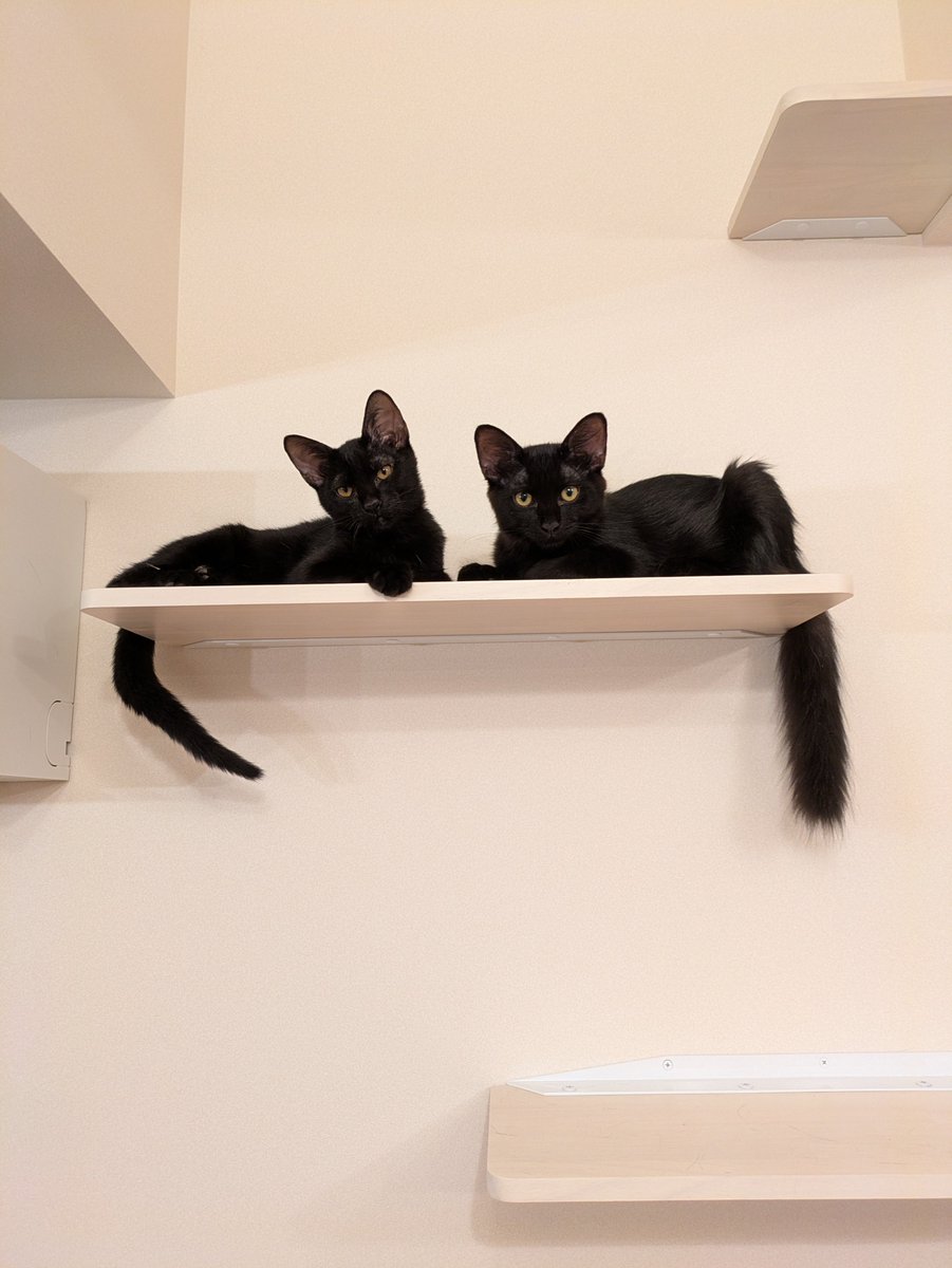 sadasium's tweet photo. 黒猫感謝の日
今年お迎えした保護猫2匹 https://t.co/dHIVWTJojU