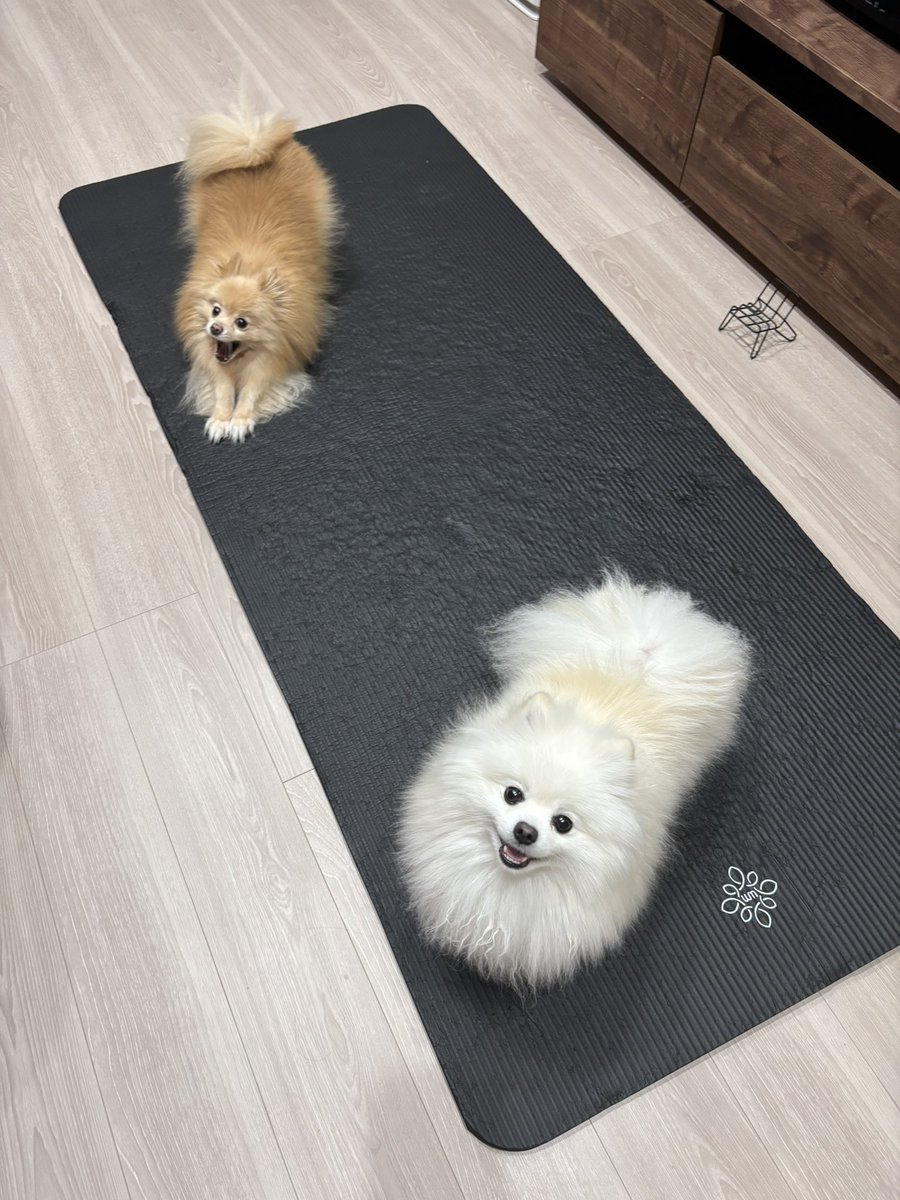 chirimenchaco's tweet photo. でっかいヨガマット買ってよかった〜🧘‍♀️🐾 https://t.co/LHOyhio0Di
