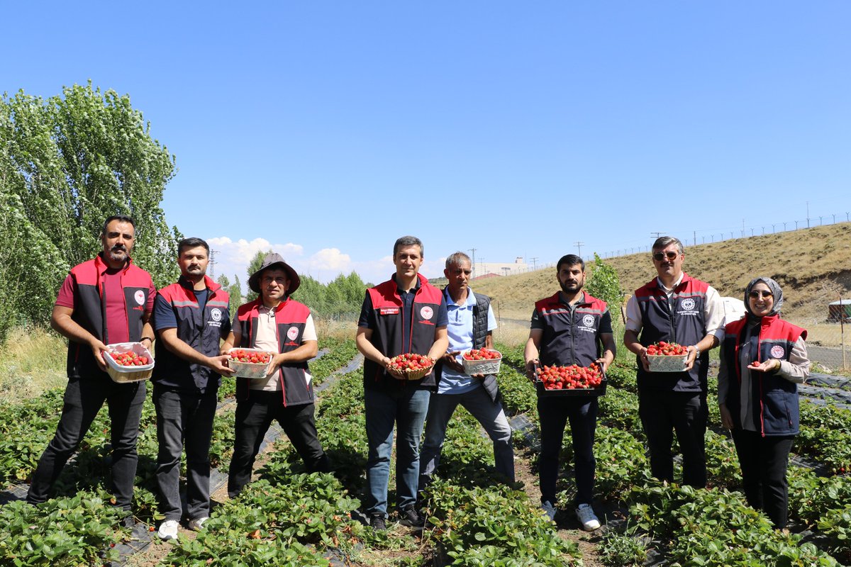agritarimgovtr's tweet photo. İl Müdürümüz Mehmet HÜSEYİNOĞLU , Eleşkirt İlçemizde çilek yetiştiriciliği yapan üreticilerimizi ziyaret ederek çilek hasadına katıldı.

@TCTarim 
@ibrahimyumakli 
@Bugemtr 
@mehmethsyngl https://t.co/5hIb5gu7K5