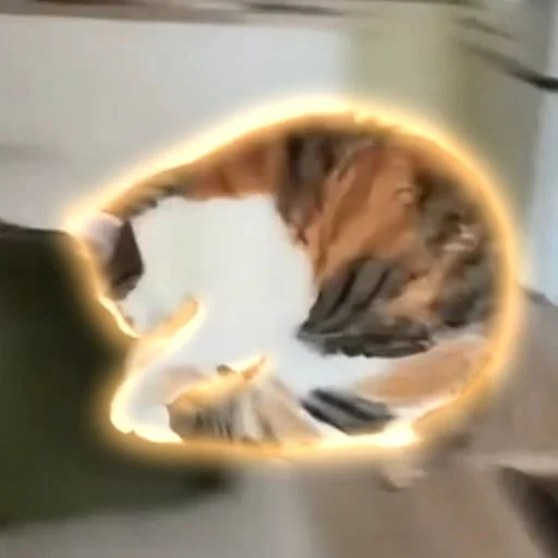 rockefoe's tweet photo. GUYS, WE FINALLY GOT A REAL BOUNCE CAT!

This chubby short-tailed rebel literally warps into a ball whenever it jumps. 😂😂😂

By the way, 14k upvotes in 3 hours on Reddit + trending on the main HOT page.

And since the meme market is kind of heating up, I think it's also the perfect time that we send a REAL bounce cat (unlike other slop shit before).

https://t.co/3ZExsuKJ7a