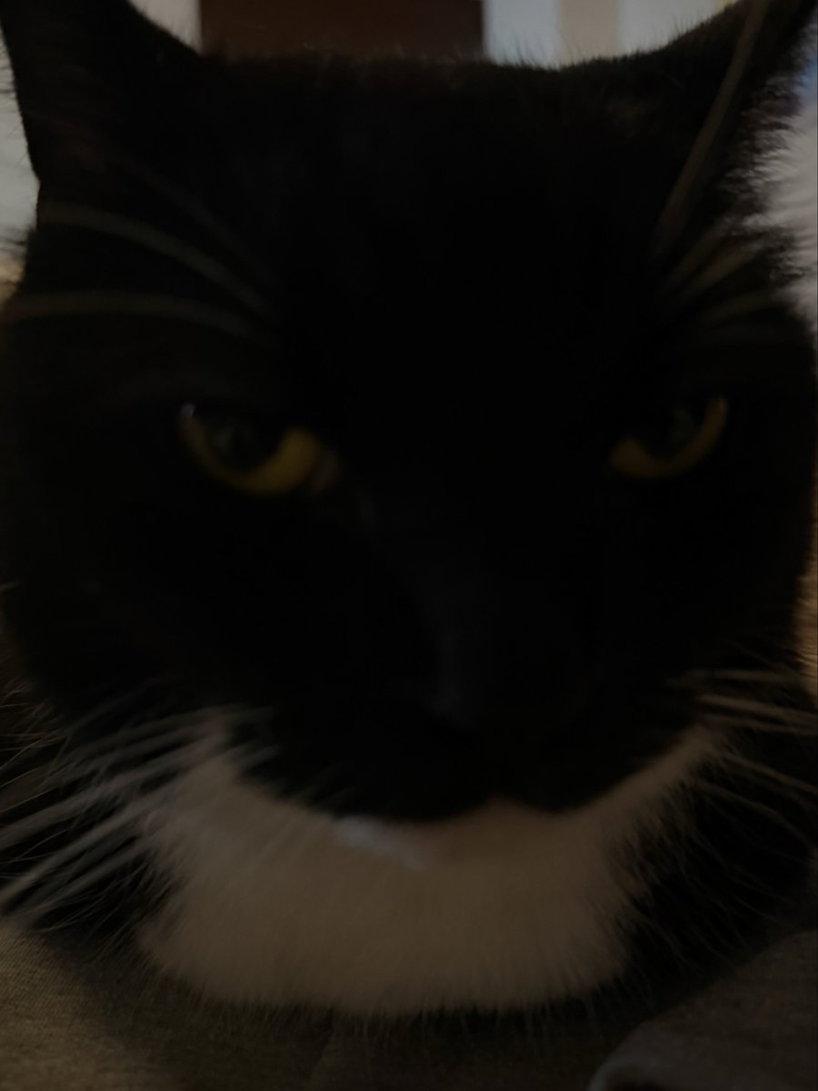 unicouniuni3's tweet photo. Still sleeping? Where’s my breakfast? https://t.co/zZm7MSH1wo