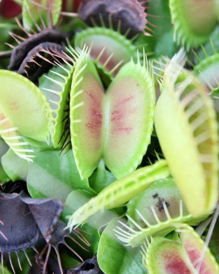 CPCplants's tweet photo. Check out this CBS News feature showcasing the work CPC partner @NCBotGarden is doing to restore Venus’ flytrap (Dionaea muscipula) to its native habitat, feat. Dr. Damon Waitt, Director of NCBG & Trustee of CPC.
🔗 Watch the CBS News video: https://t.co/6x2hbHs7Va
#SavePlants https://t.co/oDVlDQMjpL