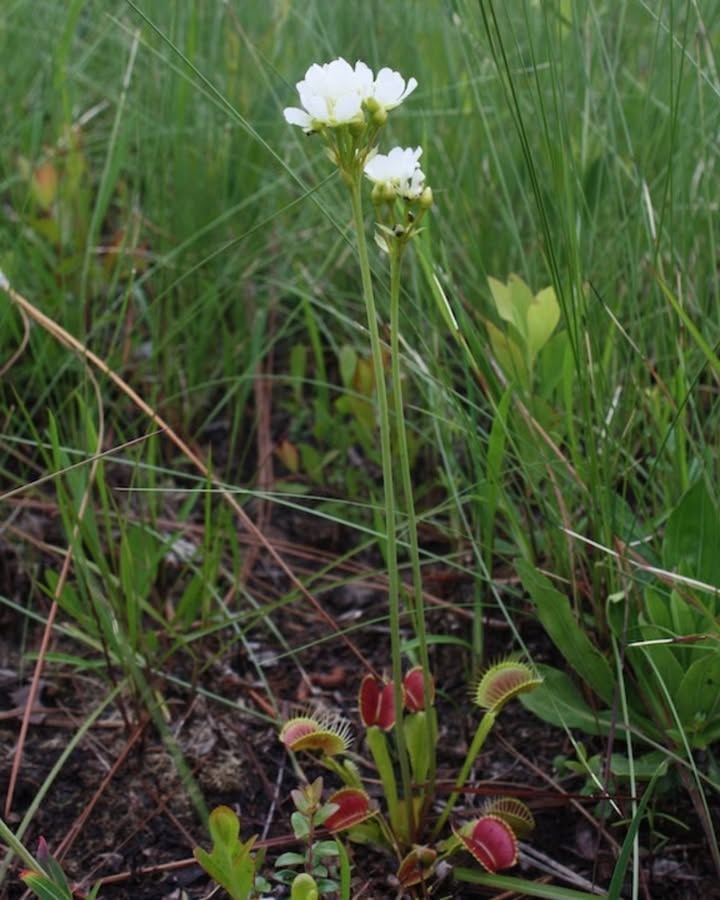 CPCplants's tweet photo. Check out this CBS News feature showcasing the work CPC partner @NCBotGarden is doing to restore Venus’ flytrap (Dionaea muscipula) to its native habitat, feat. Dr. Damon Waitt, Director of NCBG & Trustee of CPC.
🔗 Watch the CBS News video: https://t.co/6x2hbHs7Va
#SavePlants https://t.co/oDVlDQMjpL