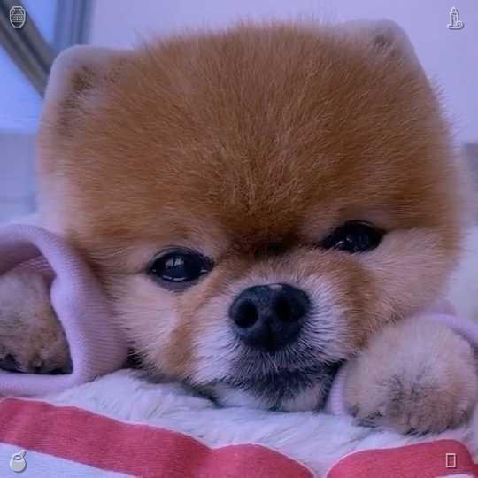 ZZn4s's tweet photo. 🦴 Apricot compote, delightfully sweet, flavor profile 104275. A canine companion by the shore, resting beside a plastic dessert spoon. https://t.co/262nSU2KXH