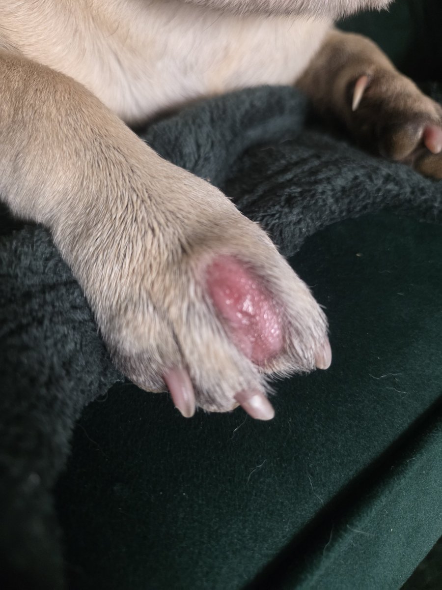 Debz1902's tweet photo. When you fur baby has a poorly paw and needs to be sedated for the vets to look at it because hes gets to agitated . Dreading tomorrow   #frenchbulldog  loves galore https://t.co/i16zstCmAv