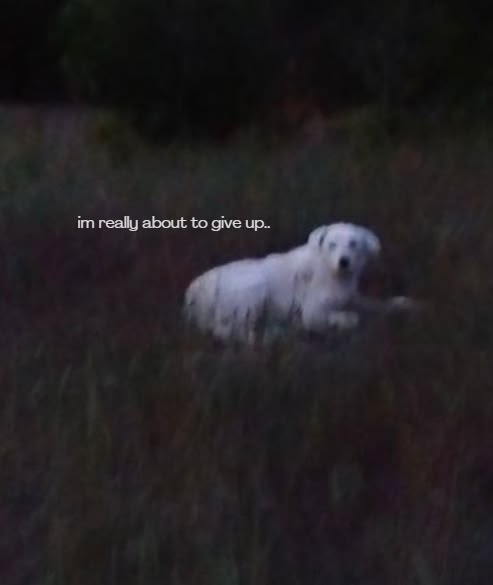 DoggyPosting's tweet photo. https://t.co/pnGlyfVCOO