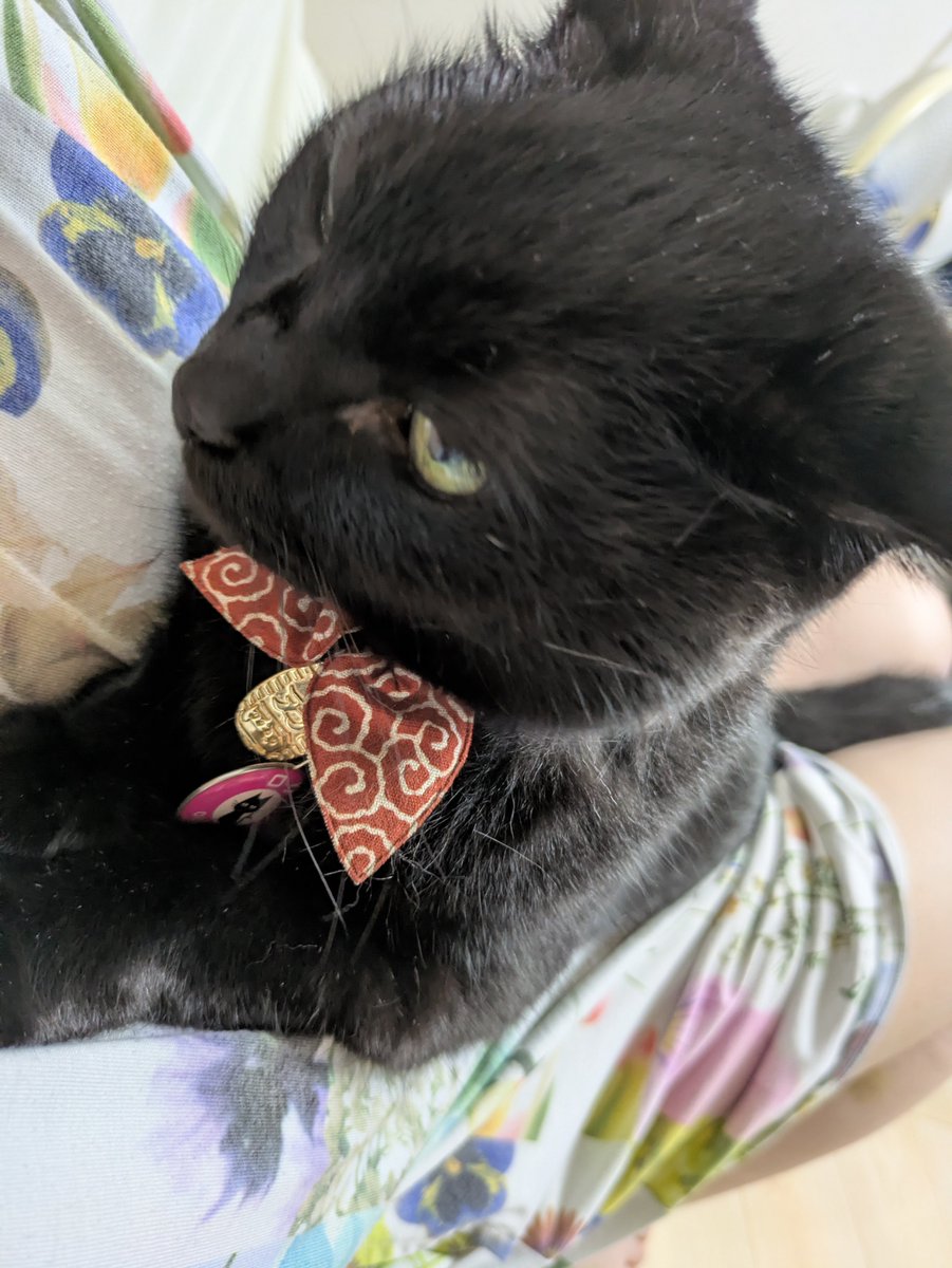 kuro1_k's tweet photo. #黒猫感謝の日 https://t.co/DTvPTb1rTa