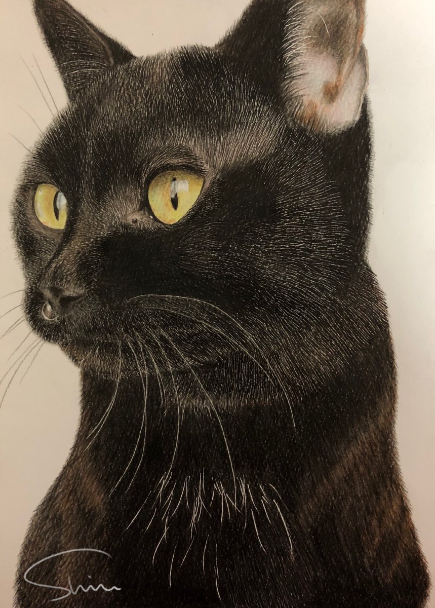 masamassa42's tweet photo. #黒猫感謝の日
何年も前に色鉛筆で描いた黒猫🐈‍⬛ https://t.co/QVrOVBSG7W