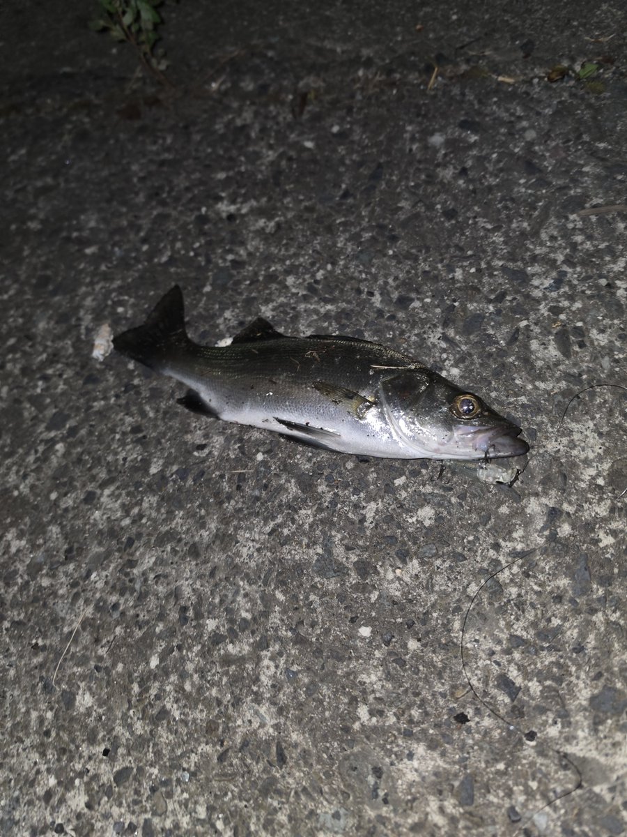 e_j_r3's tweet photo. 真夏の夜のセイゴさん
フグの猛攻をかわして手前でバイト！
久々にするシーバスゲームはプラグを引いてるだけでもおもろかったな！ https://t.co/DkRKos3JZk