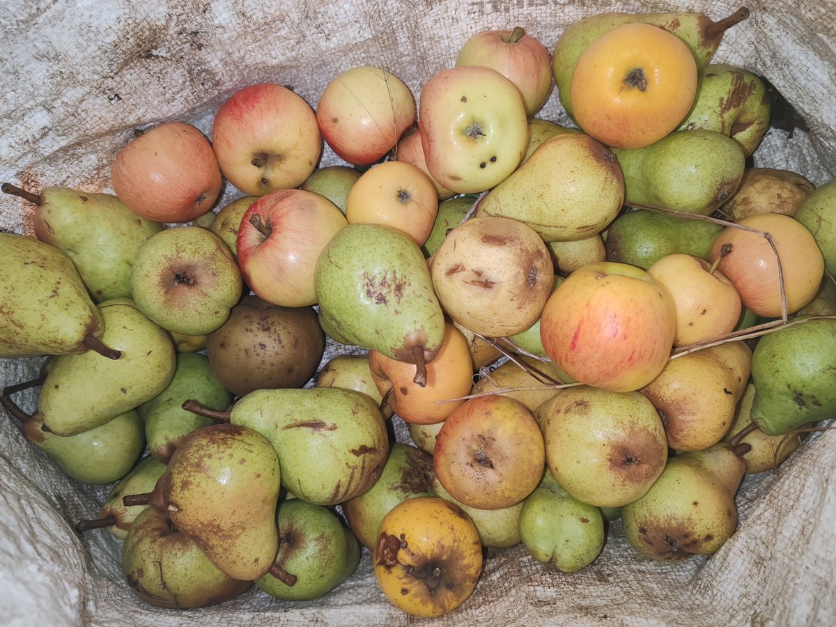 page_alexandre's tweet photo. Aujourd'hui cueillette des pommes et des poires. Uniquement celles tombées par terre car ça me semble un peu tôt pour ramasser sur l'arbre. Du beau et du moins beau, pour gâteau, compote et pétillant ! https://t.co/3bTOFpFAIe