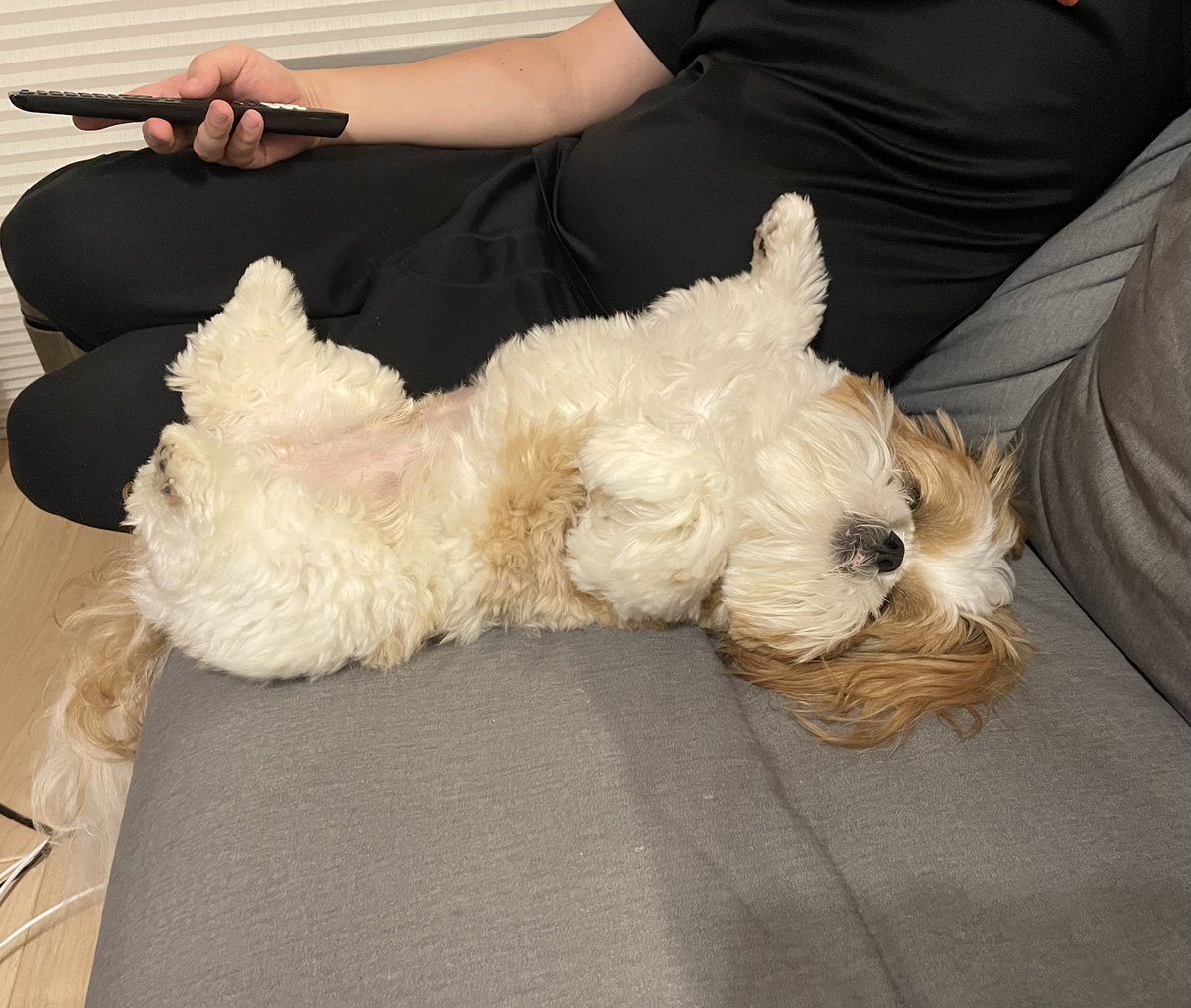 poco20220603's tweet photo. ソファーのくつろぎ方が犬じゃないよ https://t.co/JozDMVlGFz