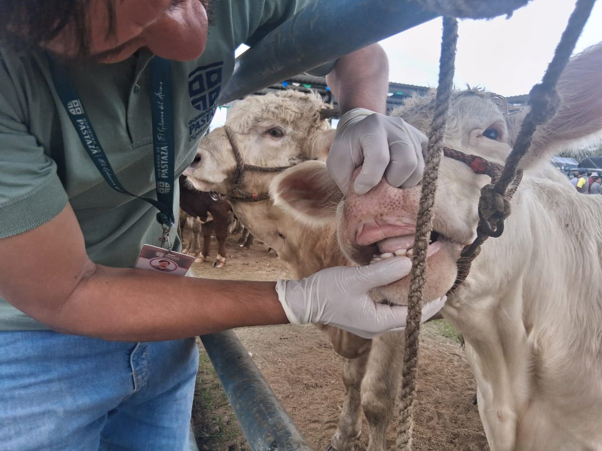 AgrocalidadZ3's tweet photo. 🆗| #PrevenciónSanitaria
🐄 En #Pastaza verificamos la salud de los animales en la feria de comercialización. Así aseguramos la calidad de la producción y protegemos el estatus zoosanitario de nuestra provincia. 
#ProtegemosElAgroEcuatoriano💪🏾 https://t.co/iXjqrXWEsz
