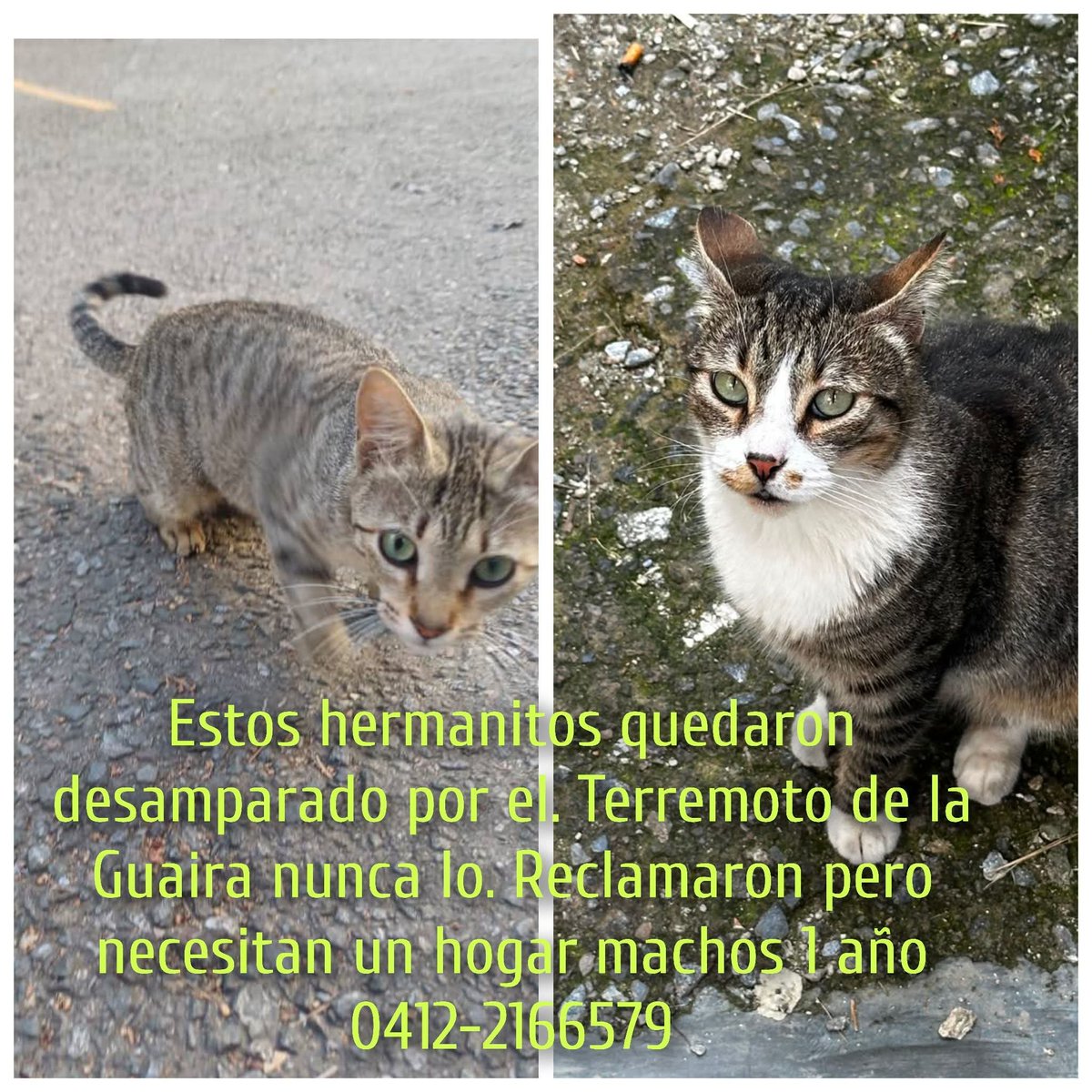 PerroUsuario's tweet photo. Que triste es quedar solitos y sin entender qué sucedió. Por favor ayudemos a estos pequeños a encontrar un hogar que los quiera https://t.co/1Hlx7UlmY2