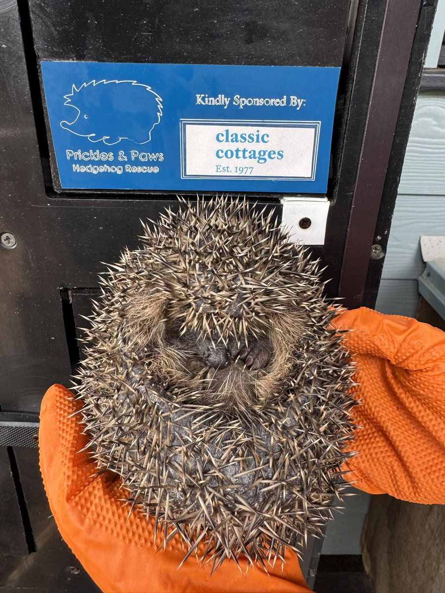 Prickles_Paws's tweet photo. Seems that August has been all about releases! Linnet was found out in the day as a tiny hoglet, she’s gone from 132g to an amazing 480g in 32 days! Now back in the wild with a nest box, food &amp; water 💚

Huge thanks to Classic Cottages for sponsoring her hutches! 🏡🦔 https://t.co/qQtLKA1qhb