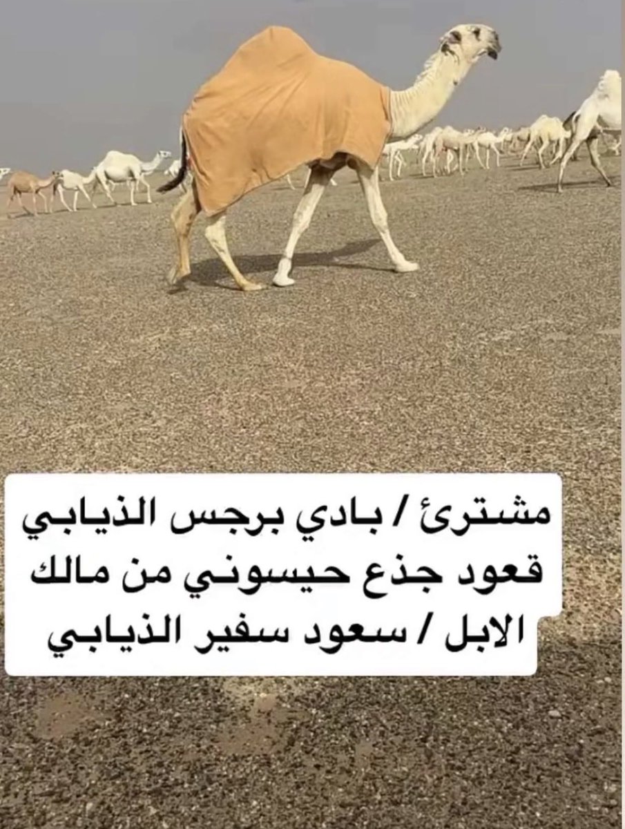 225566Love's tweet photo. قعود حيسوني 
مشترى بن سفير الذيابي 
#الموتمر_الصحفي_الحكومي https://t.co/fu0uB2jBbY