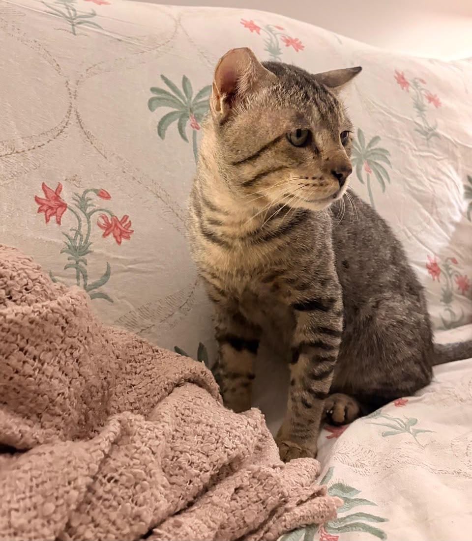 Iyervval's tweet photo. Simba is an extremely well behaved &amp; affectionate cat. He was abandoned by his family when they moved &amp; spent 3 days outside the house crying for them till he was rescued. Can you give him a loving forever home? If not, please share

Location: Gurgaon
Contact: 95607 20817 https://t.co/mWMVx0LeX4
