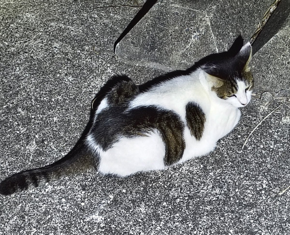 のらねこ珈琲 (@noranekocoffe) on X