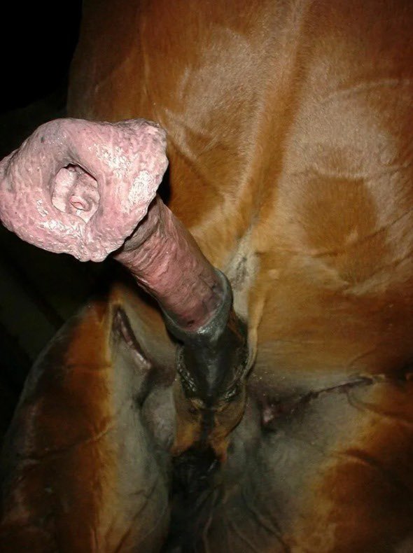 WildFire78329's tweet photo. I’ve been consuming so much horse cock content that I spend hours rubbing my self staring up like this in my bed. #Cumtribute #Cumtrib #Jerktribute #gooner #goon #goonette #Fucktrib #Fucktribute #nofap #babecock #bbc #groaning #fleshlight #bnwo #horsed #horse #horsecock https://t.co/tCYGwgcZvD