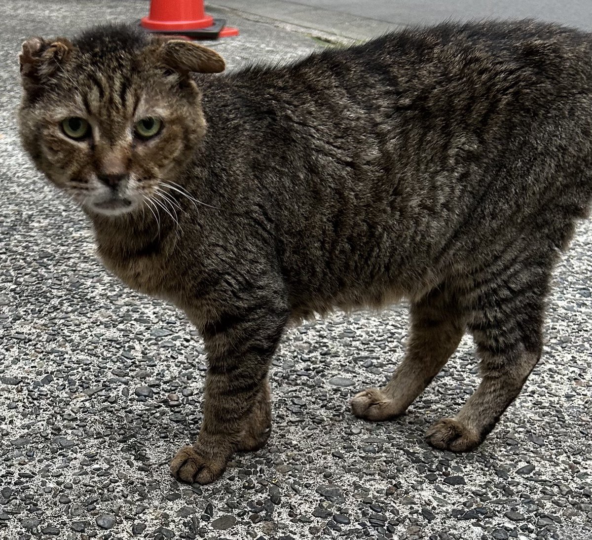 tsunchan55's tweet photo. 🐢ぶらりカワサキ🐈
7日目月曜日
やっと☔️落ち着いたね

南まゆちゃんの
応援さんの何気ない一言で
我に帰る
『あと3日ですね！』
そう2026夏公演
皆さんで
素敵な思い出つくりたい！

夏の日の君に〜

Oh yeah ! 👍 https://t.co/H4pyFLO6Ct