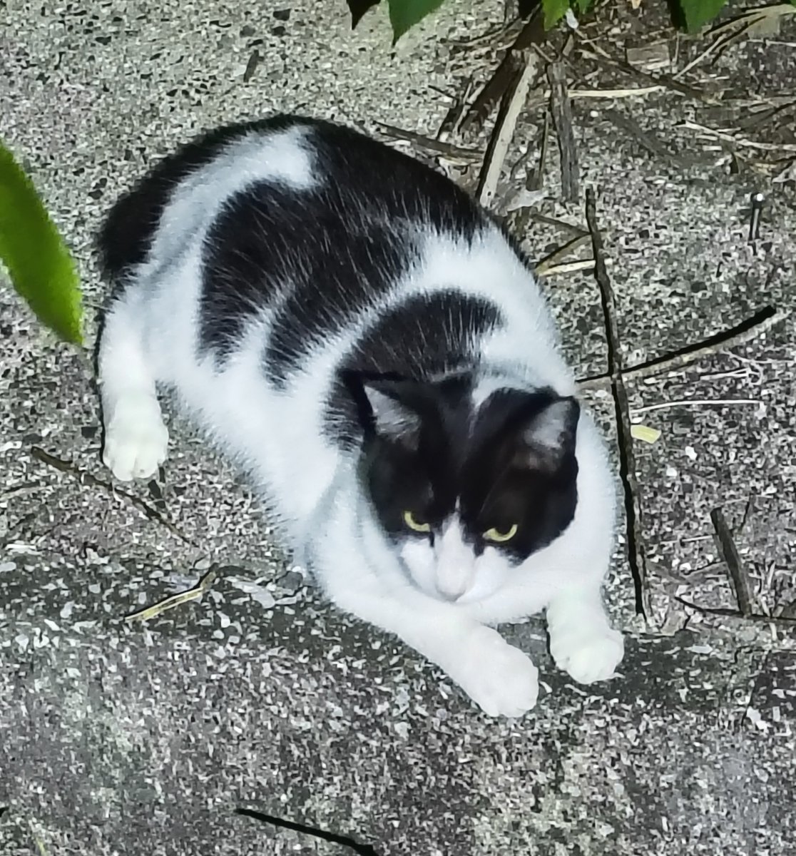 のらねこ珈琲 (@noranekocoffe) on X
