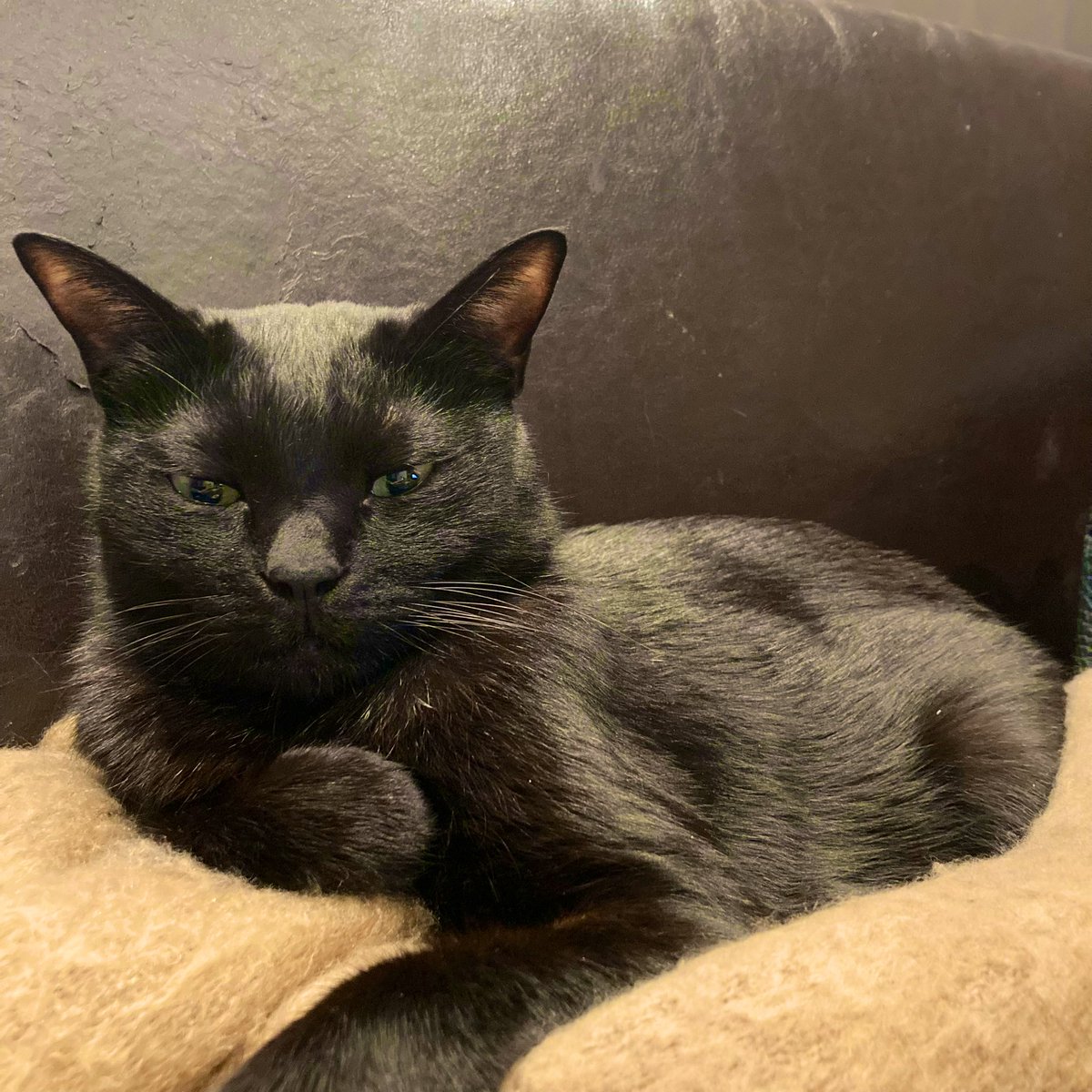mikkeller_cat's tweet photo. 今日8/17は黒猫感謝の日らしいので
いつもありがとうね https://t.co/tHO0tWWcoi