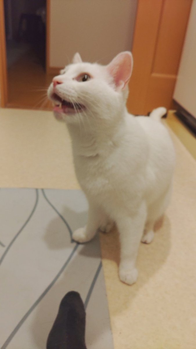 greenlabel_5959's tweet photo. 知ってると思うけど、イカれたメンバー紹介するで！！
マイアバずれキャットのラムネやで！
みんなよろしく！
かみ殺されるか思たけど制圧したし、メンバーともハラスメントについて仲直りできたし今日も良いキレ会やったわ！ https://t.co/IQMdxjsGws
