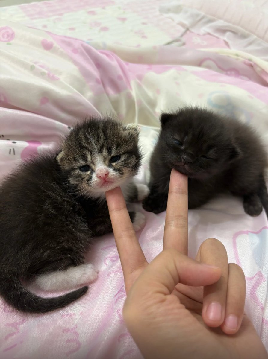 culKitten's tweet photo. https://t.co/0RmntjbyUn