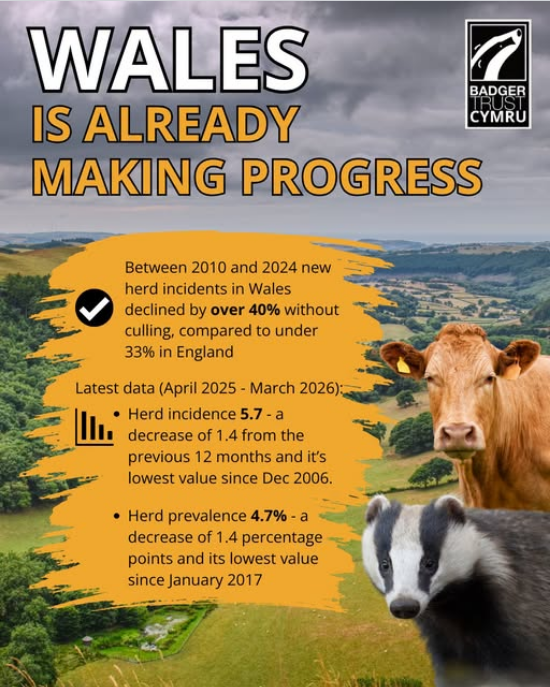 AmeleaTeckel's tweet photo. Wales is already making progress without widespread badger culling; yet killing badgers is once again back on Reform, the Tories & Plaid Cymru's political agenda.
Build on what is working; focus on measures that tackle b🐄TB effectively in cattle.
#badgermonday🦡#stopthecull🏴 https://t.co/RpBJEIYY7C