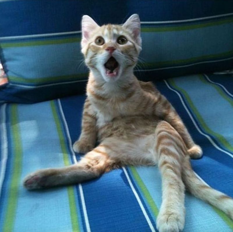 CheddarFlow's tweet photo. Someone just bought $11.7 MILLION worth of far OTM $VIX calls that expire in only 1 month??? https://t.co/FMocdOvreB