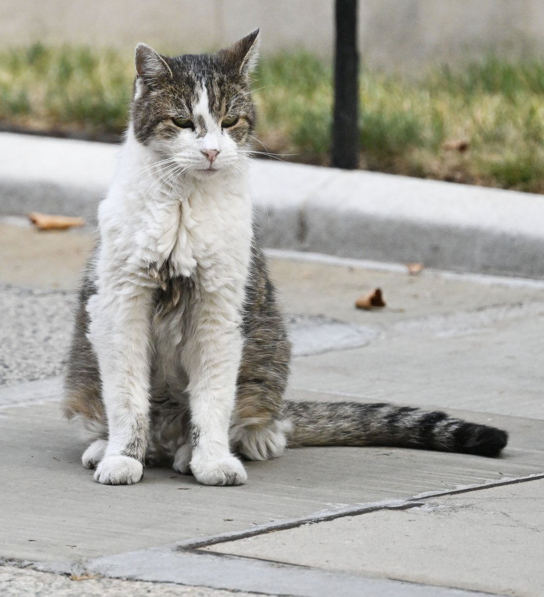 PoliticalPics's tweet photo. Dear Larry outside his house this morning. https://t.co/JsegnTS50c