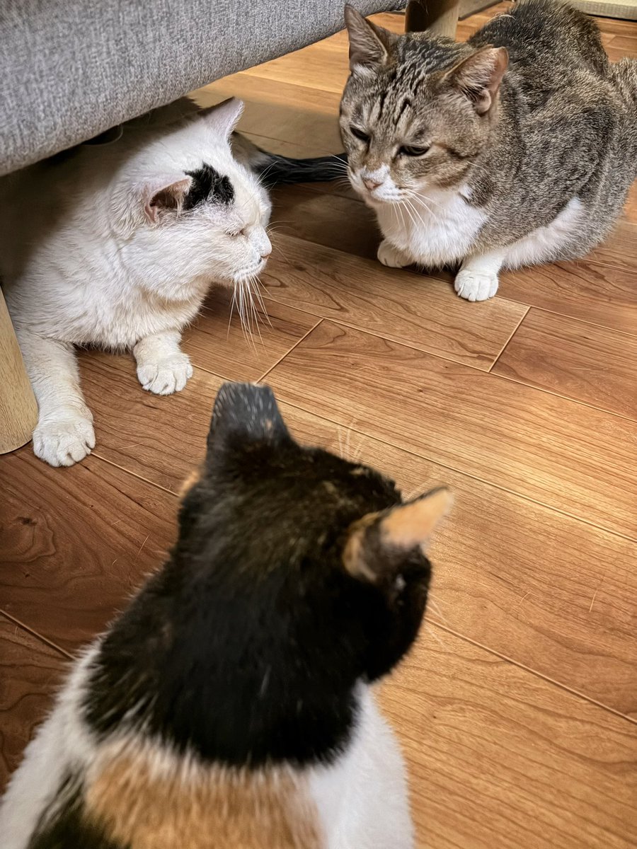 aricozoz's tweet photo. 三猫会談 https://t.co/kNfayBEsXj