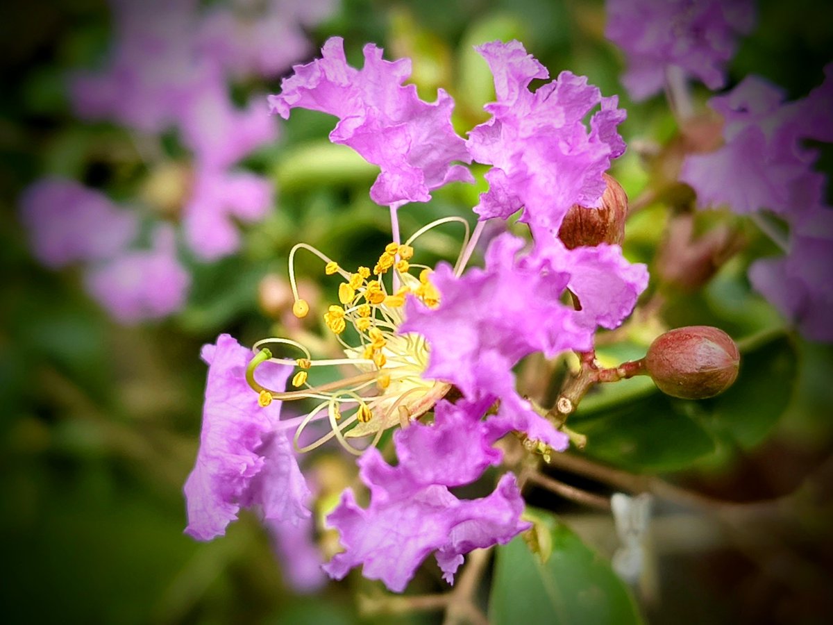 Ajaysemili's tweet photo. "Bloom with grace, grow with strength, and let your beauty speak for itself."🌸💜 #Nature #Flowers #Bloom 
#BBSR #SIWC https://t.co/mem4PECene