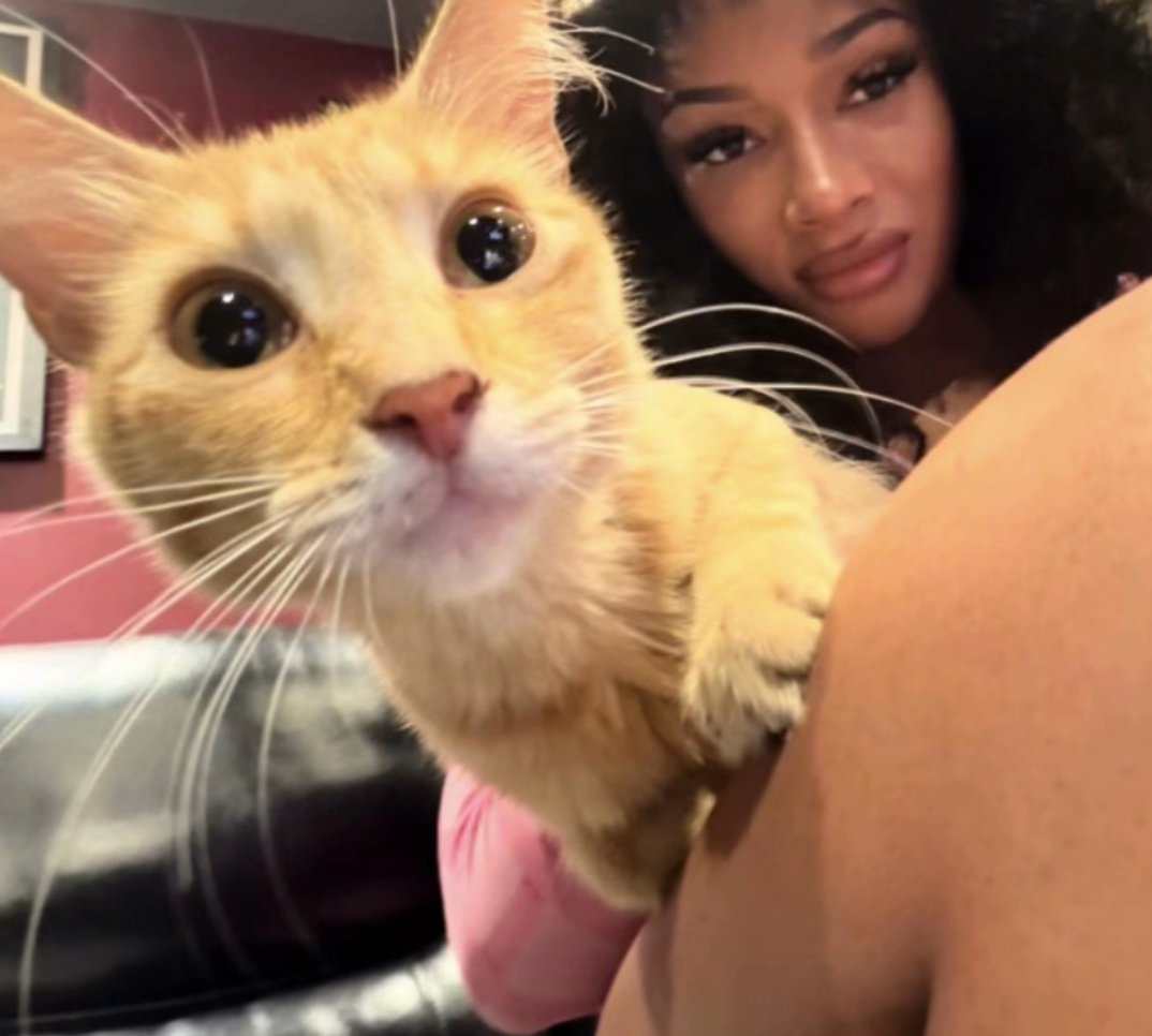meganstallionbr's tweet photo. SUIPA DOS EUA! Megan Thee Stallion adotou uma gatinha laranja que apareceu em seu estúdio durante as gravações do "ACT III" 🐱

— Megan deu o nome da gatinha de Miso e disse que ela trouxe boa sorte durante as gravações do seu próximo projeto. https://t.co/OAhx1PBuvV