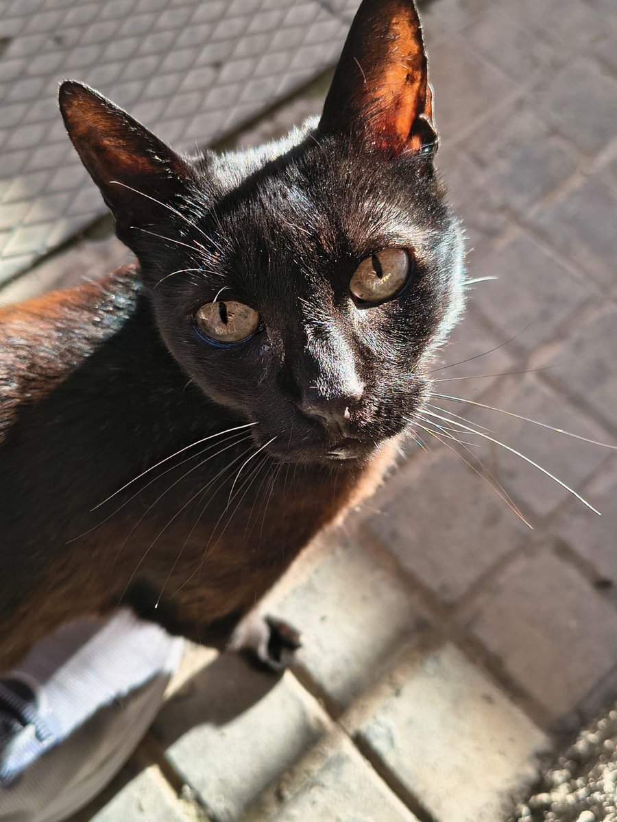 AcofalX's tweet photo. Soy casera y no puedo seguir en la calle. Alguien me acoge o adopta? Test negativo, desparasitada y esterilizada. Alicante 630917848. https://t.co/DPdn3iCn6j