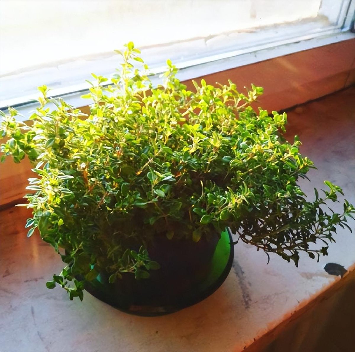 RachelWyma43580's tweet photo. My tiny balcony now has herb pots and fairy lights—small wins that make daily tea time feel way cozier than last year! https://t.co/orf36X8z7B