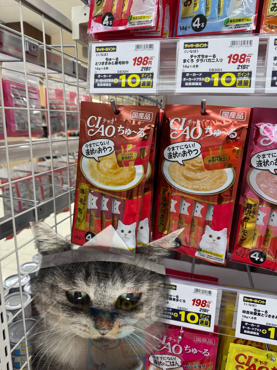 kokonananya's tweet photo. ペット用品売り場ではいつもこんな感じ https://t.co/OT6QhqpMUn