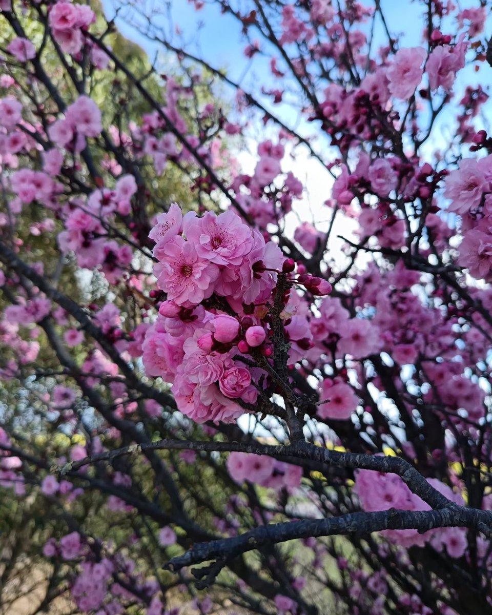 TravelFuchsia's tweet photo. "Spring will come and so will happiness. Hold on. Life will get warmer."
Anita Krizzan

#SpringIsInBloom
 #SpringVibes
 #SpringFlowers. https://t.co/edGzmFBHvp