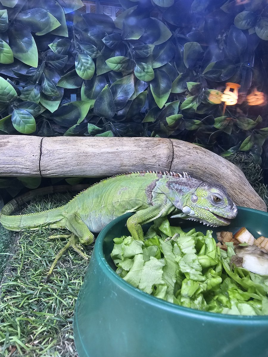 webcamera24's tweet photo. 🦎 Green iguana, Revolution park, Rostov-on-Don 

🔗 Nature webcams:
https://t.co/24SaRiMbpS
📱 Android app:
https://t.co/mz8HNN4cz6

#webcamera24 #lizardslovers #lizardphoto #greeniguana #greeniguanas #lizardslove #lizardsvibes #lizard #lizards #lizardsphotography #lizardlove https://t.co/MCqZctuYTT