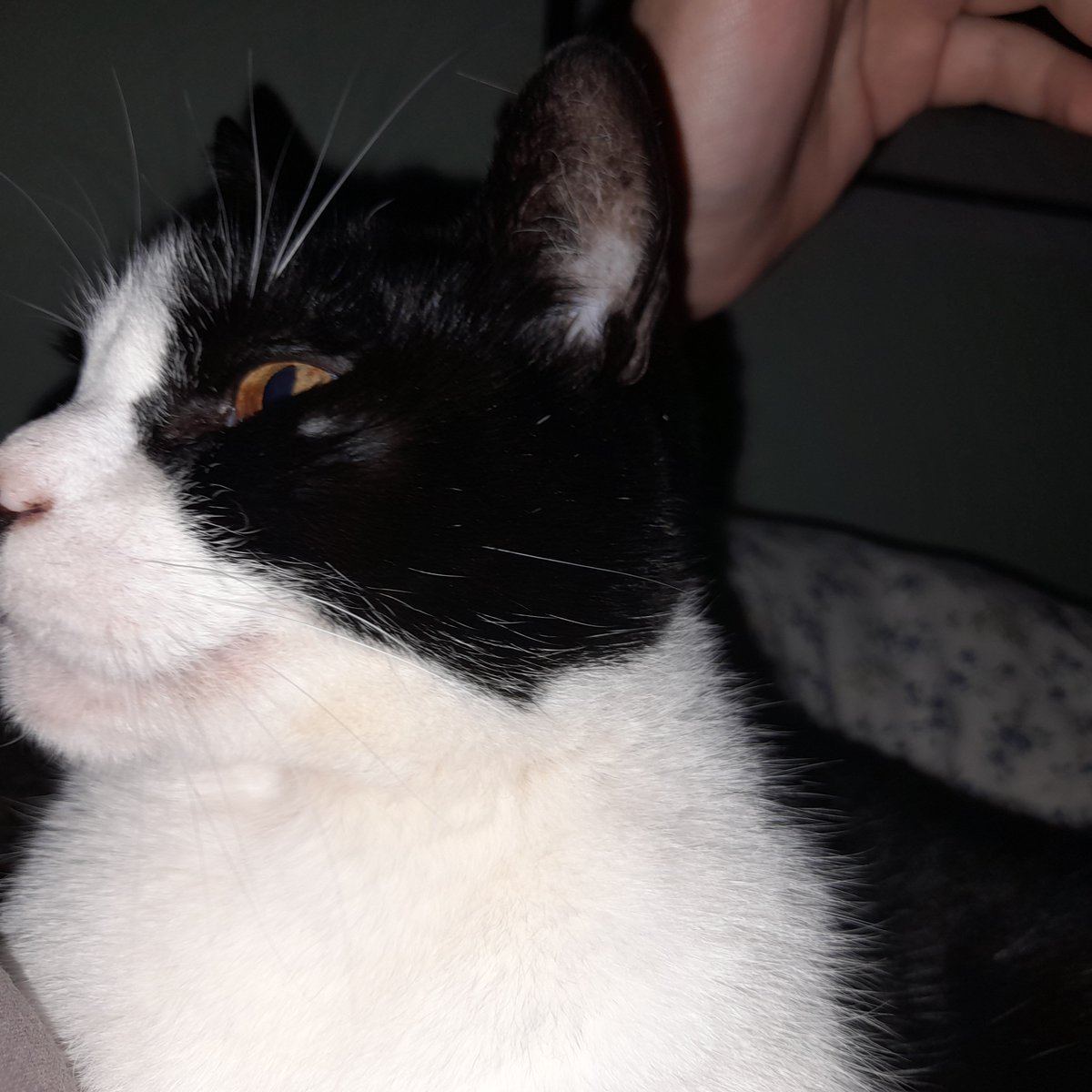 _Mask__Guy_'s tweet photo. @ssducti0n Eso es un conejo, estk es un gato https://t.co/a9EpMlgAoL