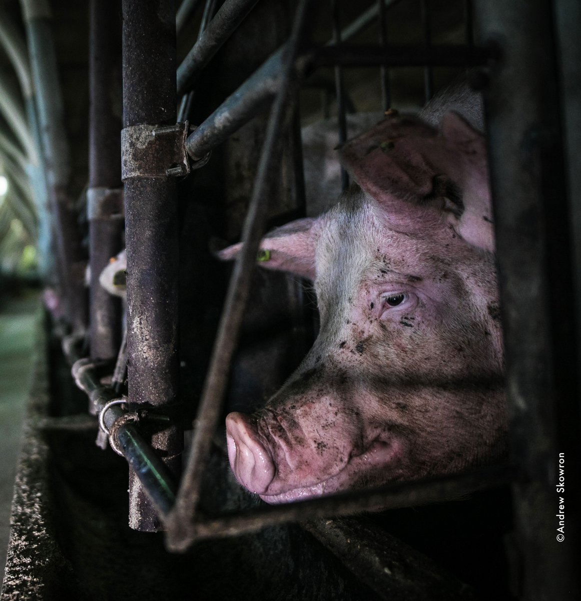 MoveTheWorldAF's tweet photo. Pigs are intelligent, social and sentient animals.

Yet factory farming can confine them in conditions that restrict movement and natural behaviours.

Farmed animals deserve better. It's time to transform our food systems.

#EndFactoryFarming #AnimalWelfare https://t.co/w5gRhfACXe