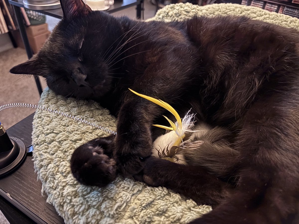 megromancer's tweet photo. happy national black cat appreciation day💚🐈‍⬛ https://t.co/Mi8zTUosOi