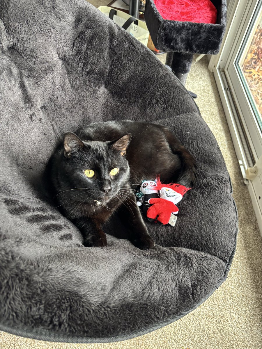 megromancer's tweet photo. happy national black cat appreciation day💚🐈‍⬛ https://t.co/Mi8zTUosOi