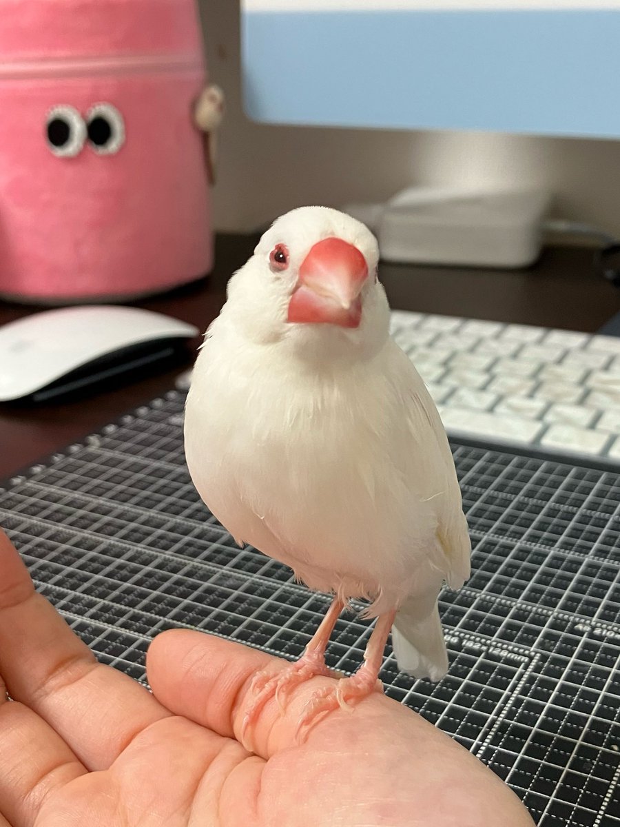 kyoko_ichidaiji's tweet photo. 飼育経験がある鳥は文鳥だけなので他の鳥さんのことは分からないのですが、文鳥は一定の年数を超えると、非常に落ち着きが出てくるように思います。
こちらが見つめて話しかけている間、じーっと身じろぎもせず、慈愛に満ちた表情で目を合わせてくれます。
話を深く聞いてくれているように見えます。 https://t.co/df2BuOcAUd