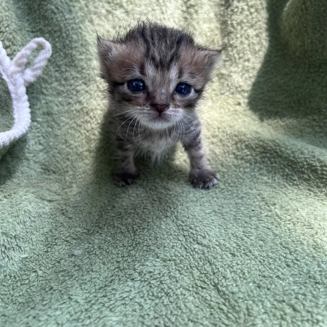 catsloversclubx's tweet photo. Look at me… I’m tiny, but I already own your heart. 🥹💕 https://t.co/kQFH0A9T3O