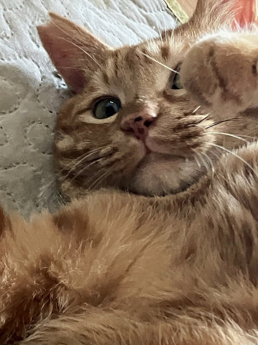 Leishka1313's tweet photo. 先代の江戸家猫八師匠もう転生してたのか。 https://t.co/K1IT4uZciE