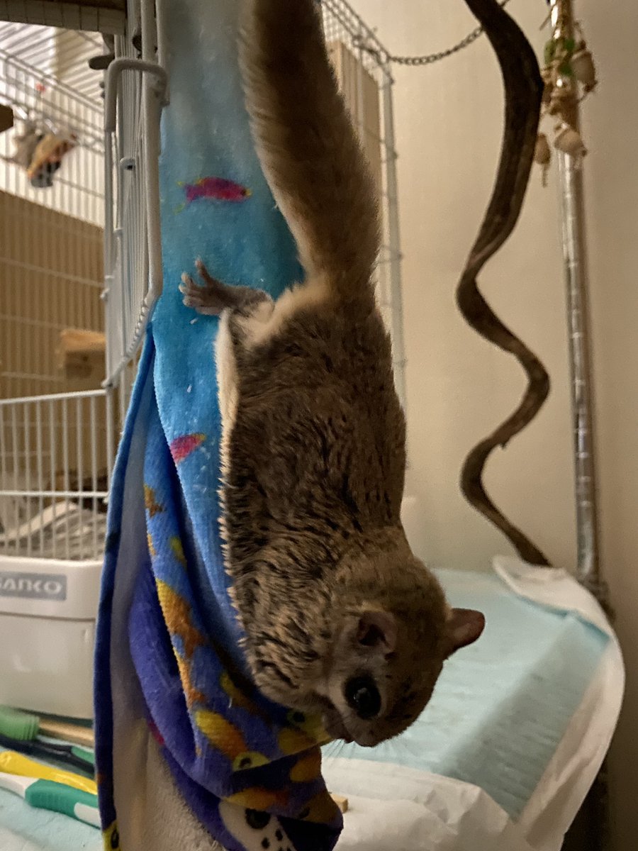 luckysquirrel1's tweet photo. ｶﾘｶﾘｶﾘ
#アメモモのリーフ https://t.co/AUasgGU0yn