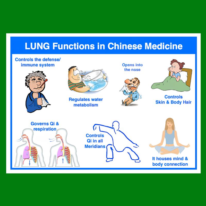 AcuProAcademy's tweet photo. The Lung in TCM does WAY more than just breathing! 😮💜 It governs Qi, controls Defensive Qi, regulates water metabolism, opens into the nose, and more. 
Check out my illustrated guide to TCM foundation &amp; Diagnosis here:
👉 https://t.co/aVQk968C5o🤓💜 
#TCM #Acupuncture https://t.co/7GjcYOMrtJ