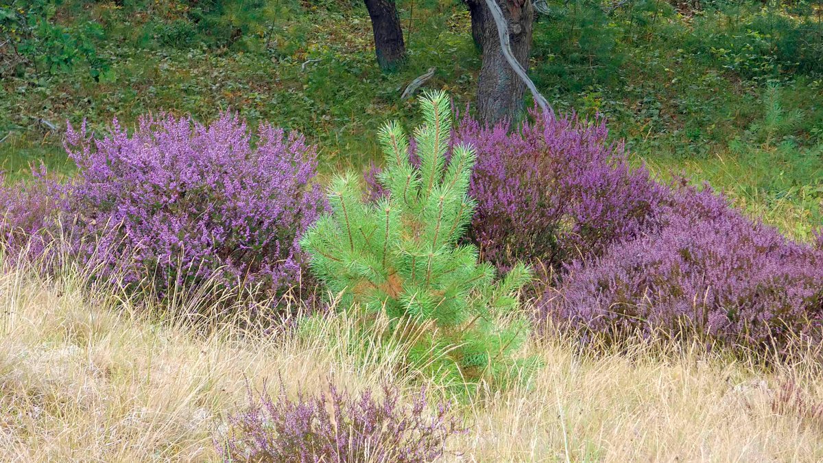 Sjef55's tweet photo. Bos en heide tussen Bergen en Egmond #egmondaanzee @WilliamHuizinga @nicolienkroon @onwukaa @BuienRadarNL @mrmiddendorp @MartijnDorrest1 @EmsWeather @helgavanleur @jordiweerman @marjondehond @RTLOntbijtnws @RTLnieuws @janvissersweer @NHNieuws @weermanrobert https://t.co/gGuYppEvCx