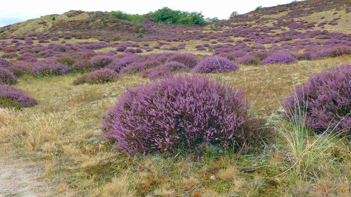 Sjef55's tweet photo. Bos en heide tussen Bergen en Egmond #egmondaanzee @WilliamHuizinga @nicolienkroon @onwukaa @BuienRadarNL @mrmiddendorp @MartijnDorrest1 @EmsWeather @helgavanleur @jordiweerman @marjondehond @RTLOntbijtnws @RTLnieuws @janvissersweer @NHNieuws @weermanrobert https://t.co/gGuYppEvCx